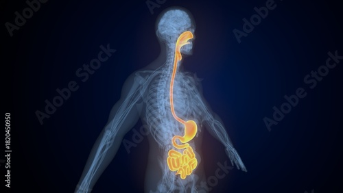 Εκτύπωση καμβά Male digestive system. 3d illustrations