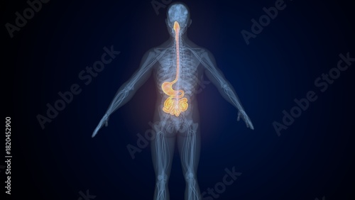 Fényképezés Male digestive system. 3d illustrations