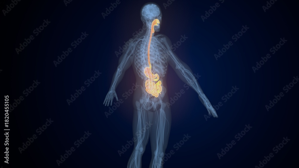 Obraz premium Male digestive system. 3d illustrations