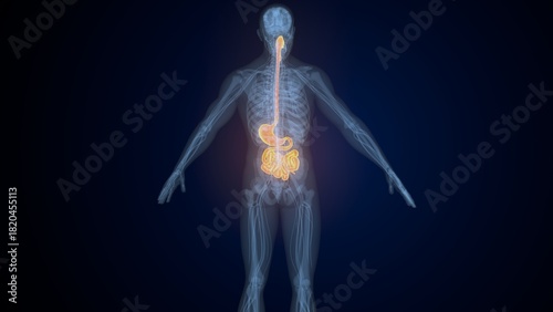 Billede på lærred Male digestive system. 3d illustrations