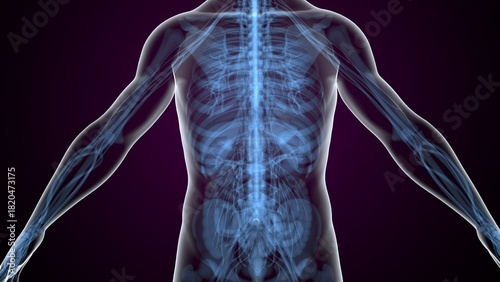 Human skeleton in Xray view. 3d illustrations