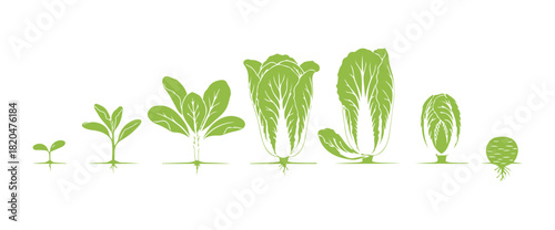 Chinese cabbage. Growing stages. Harvest timeline.
Vector illustration