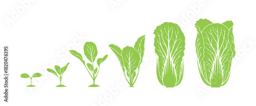 Chinese cabbage. Growing cycle. Harvest progression.
Vector illustration