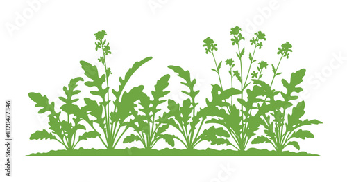 Arugula leaves are growing in the veggie garden. Vector illustration


