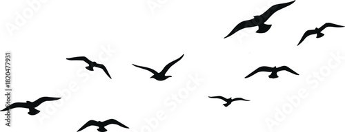 Flock of black silhouette seagulls flying in different directions against a white background