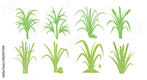 Growth Stages of Sugarcane. This is the sugar cane plant, which is used in sugar production. Saccharum. A vector flat illustration that illustrates the growth stages.
