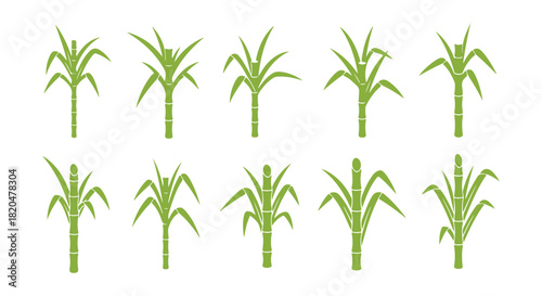 Stages of Sugarcane Development. The sugar cane plant is utilized for producing sugar. Saccharum. Vector flat illustration showcasing the growth process.