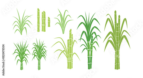 Sugarcane Growth Phases. This is the sugar cane plant, which is grown for making sugar. Saccharum. A flat vector illustration depicting the growth stages.