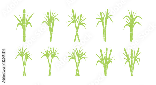 Stages of Sugarcane Growth. The sugar cane plant is cultivated for sugar production. Saccharum. A vector flat illustration showing the progression of growth.