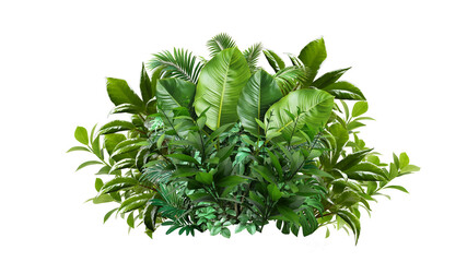 A lush jungle fern cluster, isolated on transparent background .  Green leaves of tropical plants bush .Monstera, palm, rubber plant, pine, floral arrangement indoors garden nature backdrop isolated 