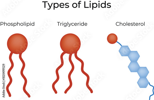 Types of Lipids Phospholipid, Triglyceride, and Cholesterol Structures Vector Illustration