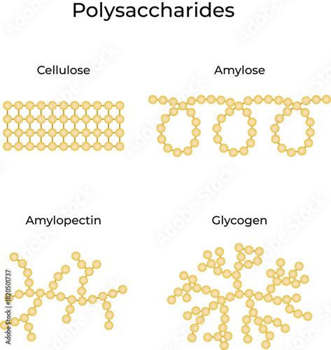 Polysaccharide Structures. Cellulose, Amylose, Amylopectin, Glycogen Vector Illustration