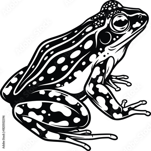 Isolated black and white frog vector illustration amphibian graphic art eps silhouette