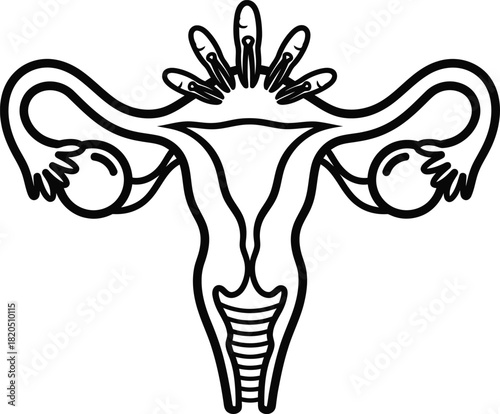Uterus fallopian tubes and ovaries diagram female reproductive system eps silhouette