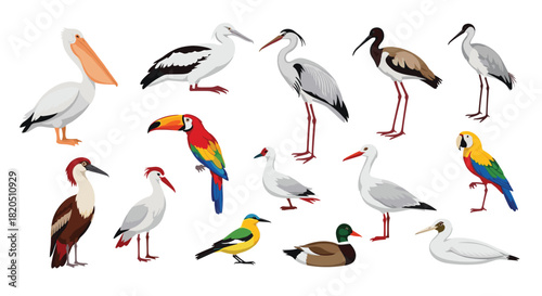 Large and diverse collection of various bird species from around the world, including pelican, macaw, and stork illustrations.