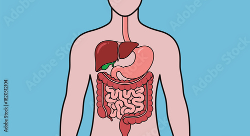 Human digestive system diagram anatomy organs stomach liver bowel
