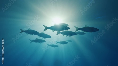 Atmospheric blue toned shot of fish silhouettes drifting across distant sunbeams