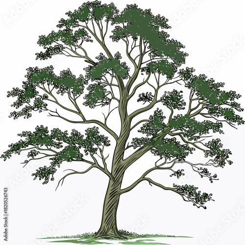 Stylized illustration of a large deciduous tree with green foliage and textured bark