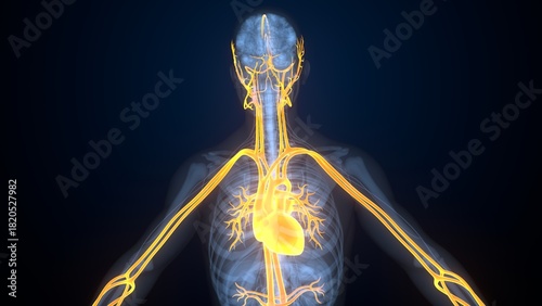Human heart anatomy. 3d render