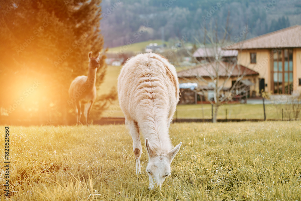 Naklejka premium White llama chewing grass in sunny field
