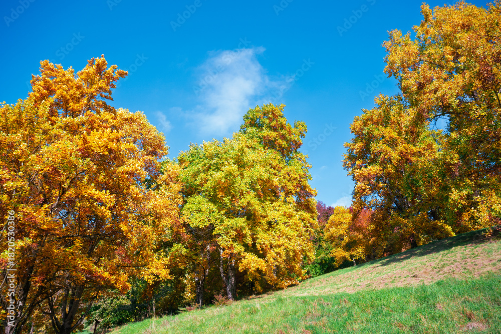 Naklejka premium Le Manteau d'Or de l'Automne