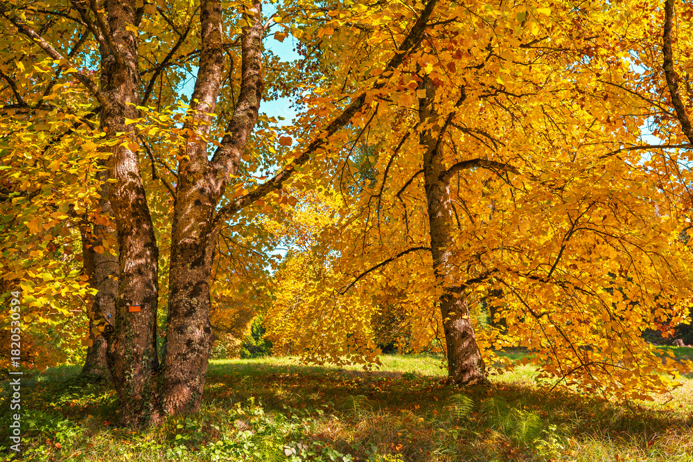 Fototapeta premium Le Manteau d'Or de l'Automne
