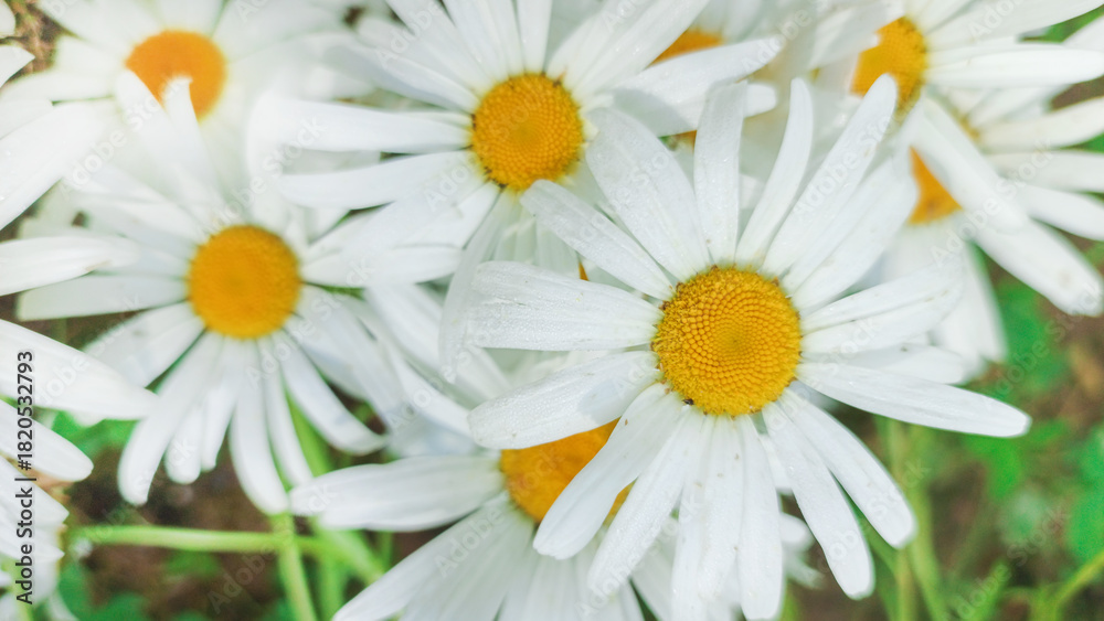 Fototapeta premium Wild field daisies grow in nature.