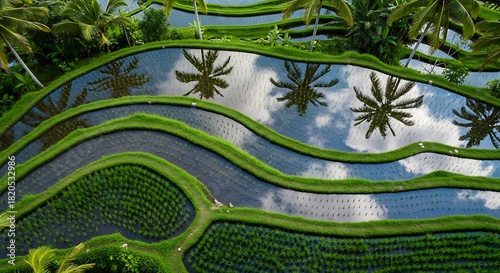 Aerial view of lush green terraced rice paddies reflecting palm trees and a blue sky with clouds.