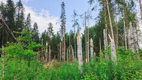 Tree trunks broken by a hurricane.