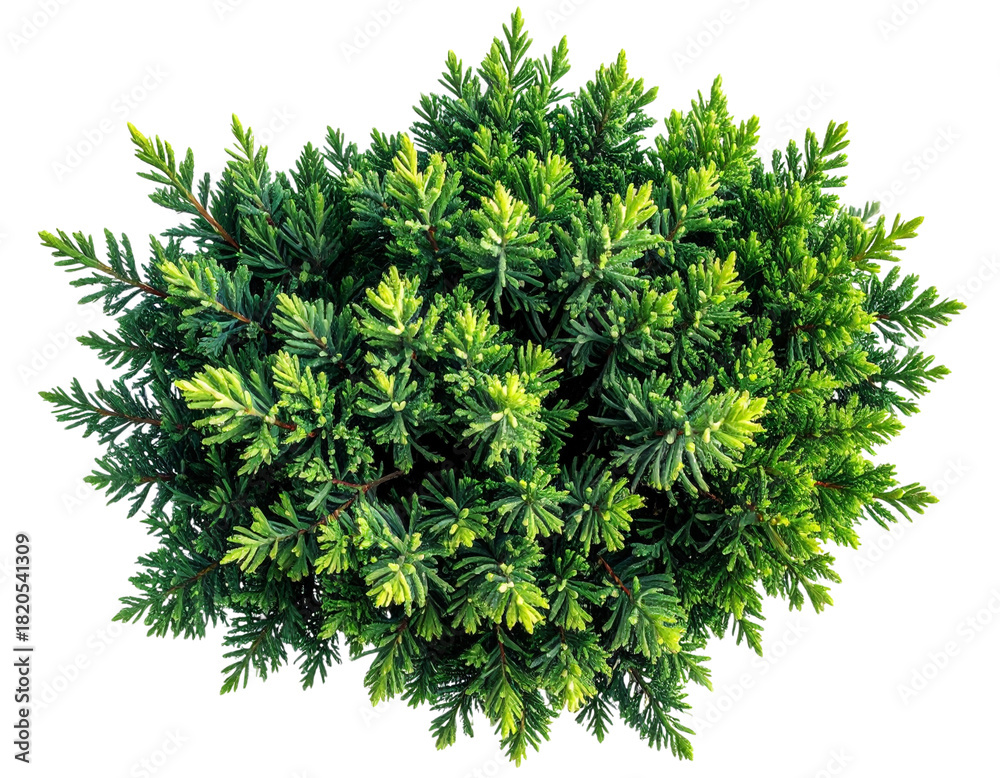 Fototapeta premium Top View of Juniperus Evergreen Conifer Foliage Cluster, Botanical Cutout isolated on transparent background PNG.