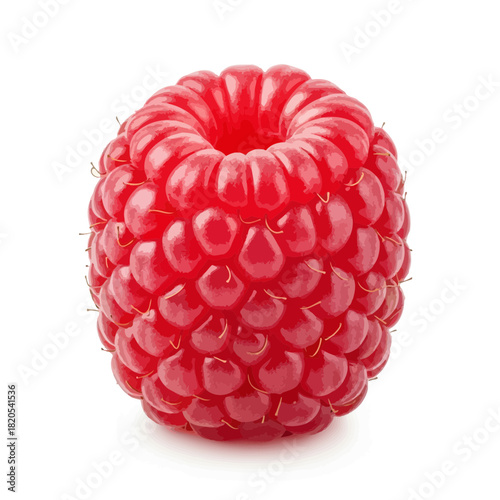 Single fresh ripe red raspberry fruit for healthy food concept vector illustration