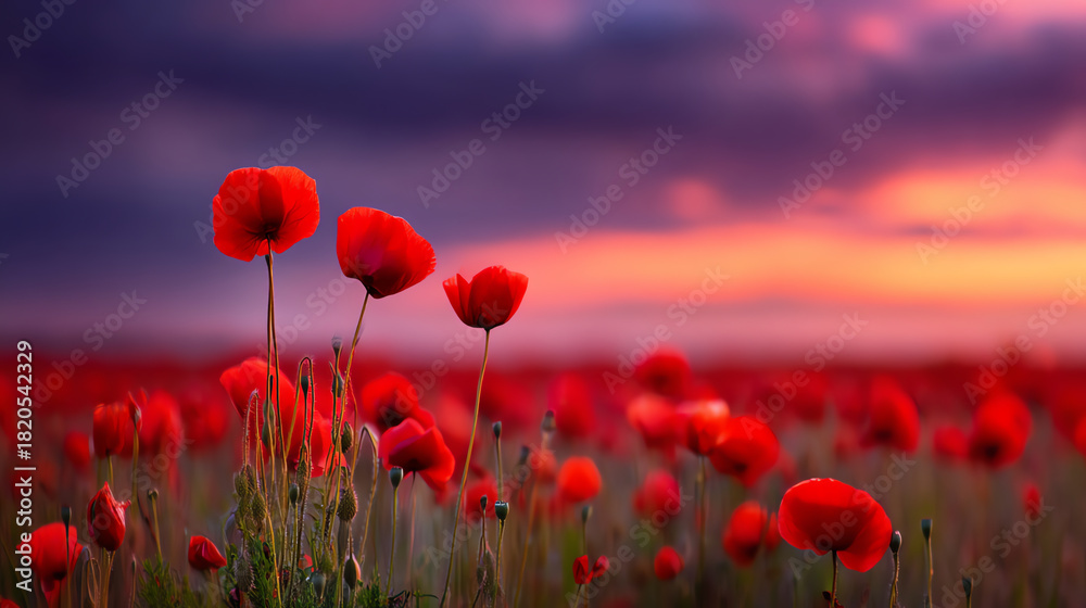 Obraz premium A vibrant field of red poppies blooms under a dramatic sunset sky with purple and orange hues, creating a serene and breathtaking natural landscape