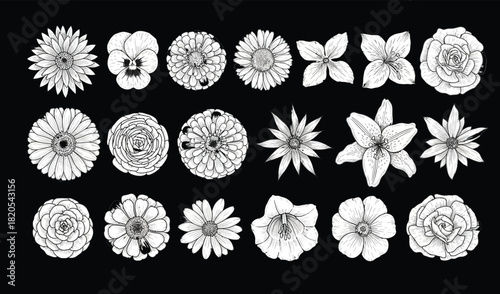 Collection of hand drawn flowers on a black background botanical illustration