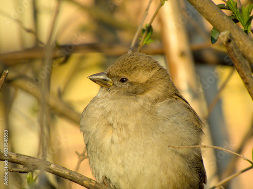 Fluffy female house sparrow basking in warm golden sunlight among spring branches.