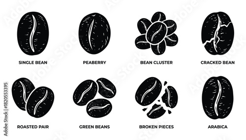 Collection of coffee bean varieties. single bean peaberry bean cluster cracked bean roasted pair green beans broken pieces and arabica.