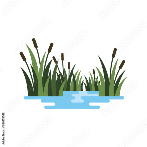Cattails and bulrushes flat vector illustration in water pond