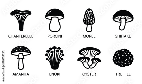 Edible mushroom outline set, fungi icons, popular food mushrooms, gourmet ingredients, healthy nutrition.