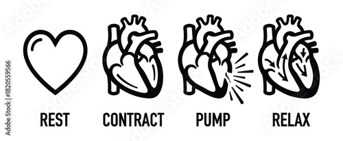 Heart activity stages. Rest, contract, pump, relax. Human organ function. Medical illustration.