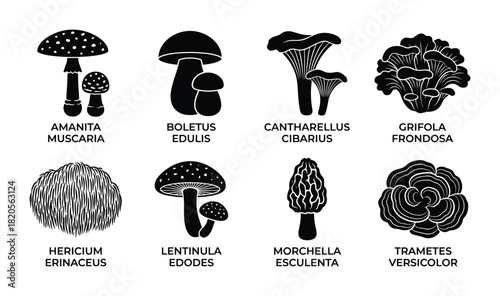 Mushroom silhouette set, fungi icons, edible and poisonous mushrooms, healthy food, wild forest.