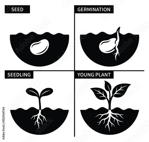 Plant growth stages including seed, germination, seedling, and young plant in soil illustration for education.