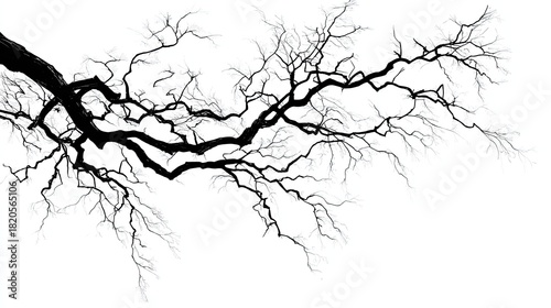 Dark, intricate, leafless tree branches stretch across a bright white background.