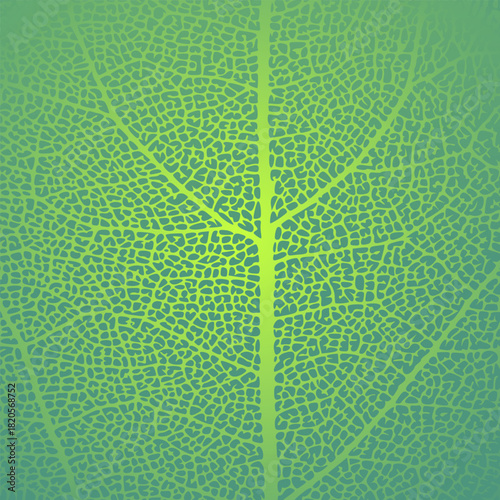 Leaf vein texture abstract background with close up plant leaf cells ornament texture pattern. Green organic macro linear pattern of nature leaf foliage vector illustration.