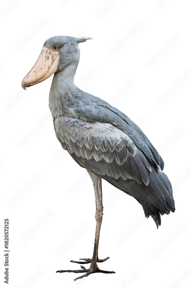 Fototapeta premium Side view of a shoebill on white background.