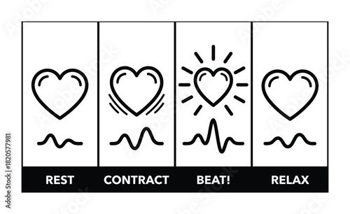 Heartbeat illustration, rest, contract, beat, and relax phases depicted clearly