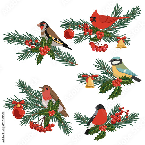 vector drawing Christmas compositions, birds at fir branch with green needles and holly leaves and red berries, hand drawn illustration