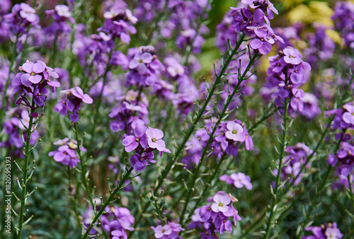 erysimum
