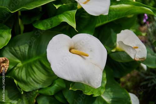 White Arum Lily,(Zantedeschia)