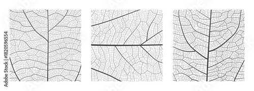 Leaf vein cell skeleton texture abstract background set with close up plant leaf cells structure pattern vector illustration. Macro leaf vein skeleton organic lattice natural foliage texture.