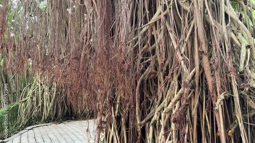 Malaysia, Kuala Lumpur 15.08.2026 - A walk in the park, beautiful Asian trees, palm trees and colorful leaves. Tree root trunks, wooden vines at every step