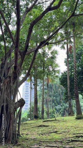 Malaysia, Kuala Lumpur 15.08.2026 - A walk in the park, beautiful Asian trees, palm trees and colorful leaves. Tree root trunks, wooden vines at every step